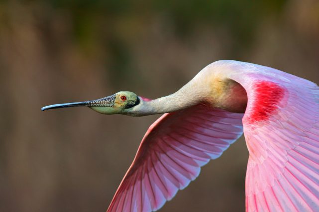 Gallery 3 - Florida's Birding & Photo Fest