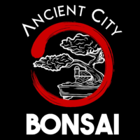 Ancient City Bonsai